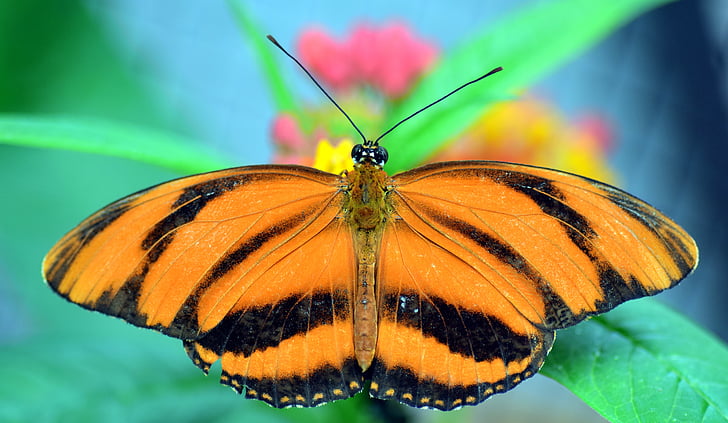 borboleta de flor listrada paixão, Dryadula phaetusa, passionsblume borboleta, borboleta, tropical, exóticas, animal