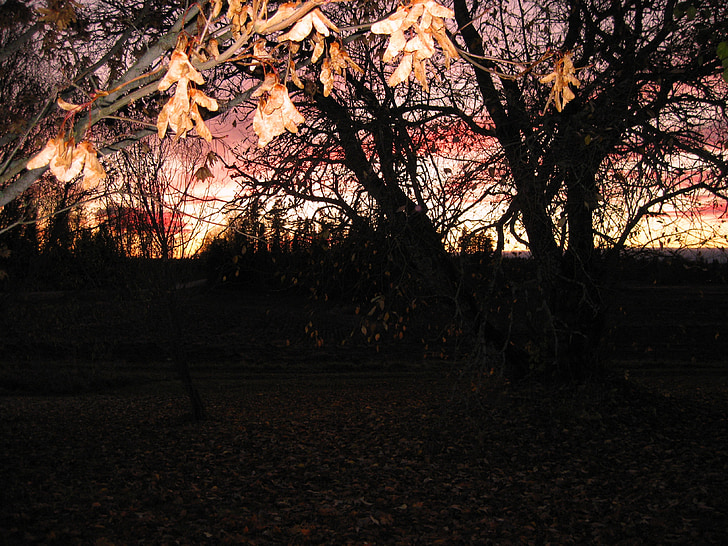 otoño, colores de otoño, paisaje, noche, follaje, posluminiscencia, cielo