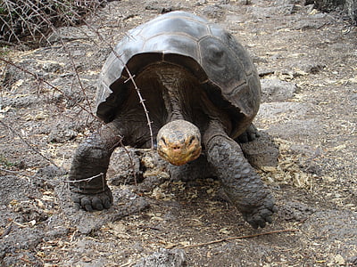 Galapagos, kura-kura, Ekuador, satwa liar, terancam punah, Shell, Darwin