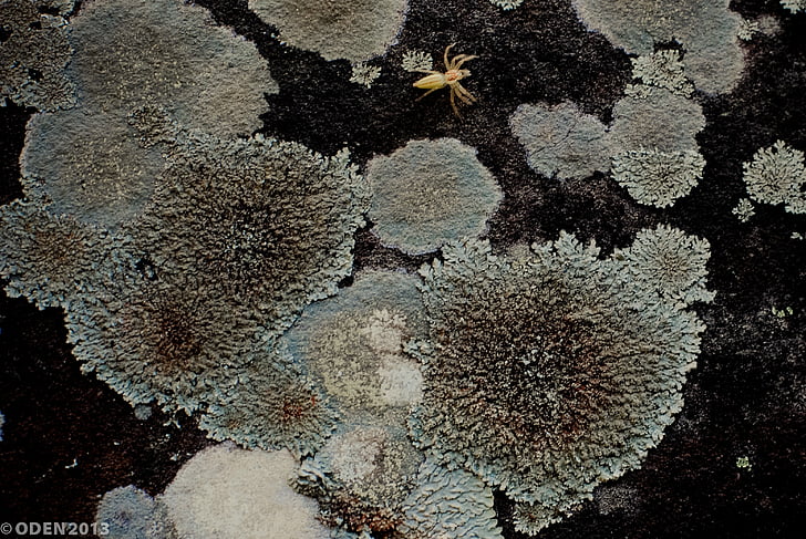 lichen, rock, umiditate, Moss, Piatra, natura, plante