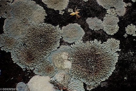 lichen, rock, umiditate, Moss, Piatra, natura, plante