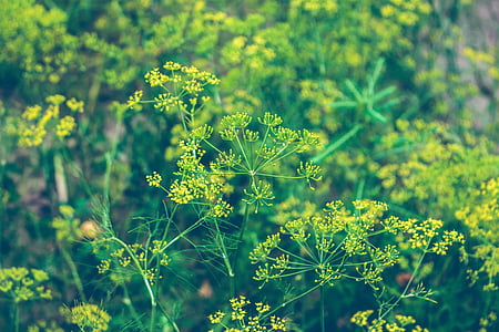 planta, flor, flor amarilla, naturaleza, flora, Prado, floración
