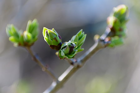 musim semi, Bud, pohon, alam, tunas, cabang, kecambah