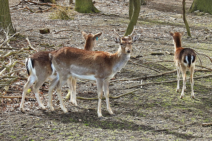 Cérvol, daines, bosc, salvatge, natura, cabirol, scheu