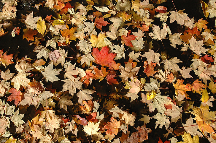 lehdet, Syksy, syksyllä, Luonto, värit, värit, lehti