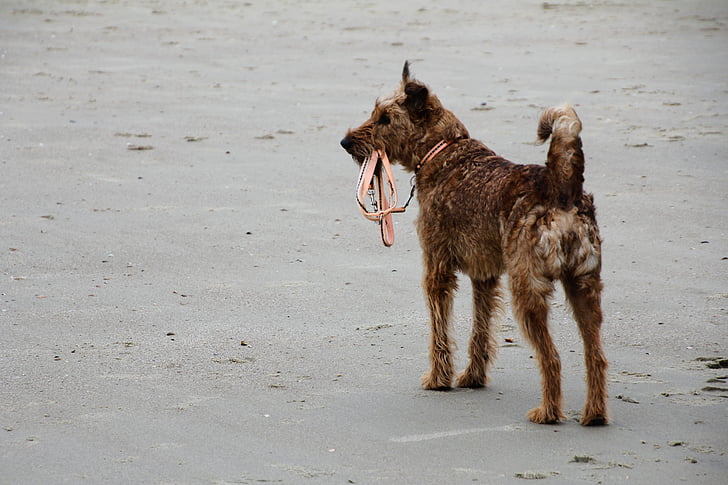 개, 비치, 가죽 끈, 골든 리트리버, 대부분 해변, 바다, 하이브리드