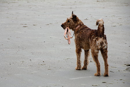 犬, ビーチ, リーシュ, ゴールデン ・ リトリーバー, ほとんどビーチ, 海, ハイブリッド