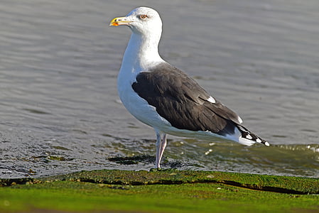 gulls, ring-billed, largest gull, bird, seagull, sea, animal