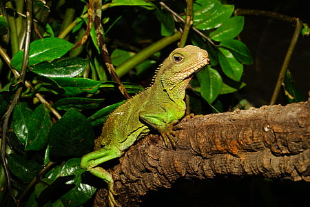 animal, branch, iguana, leaves, lizard, outdoors, reptile