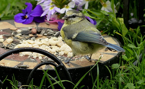 μπλε tit, cyanistes caeruleus, tit, πουλί, Νέοι, αναζήτηση τροφής, Κήπος