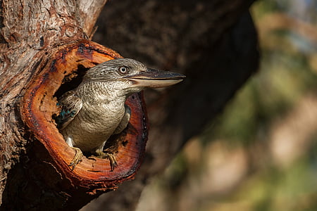 Kookaburra, Australia, Gladstone, uccello, ridere, fauna selvatica, albero