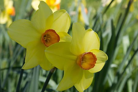 Narcissus, tidig blunder, vårblomma, gul, blomma, våren, gul blomma