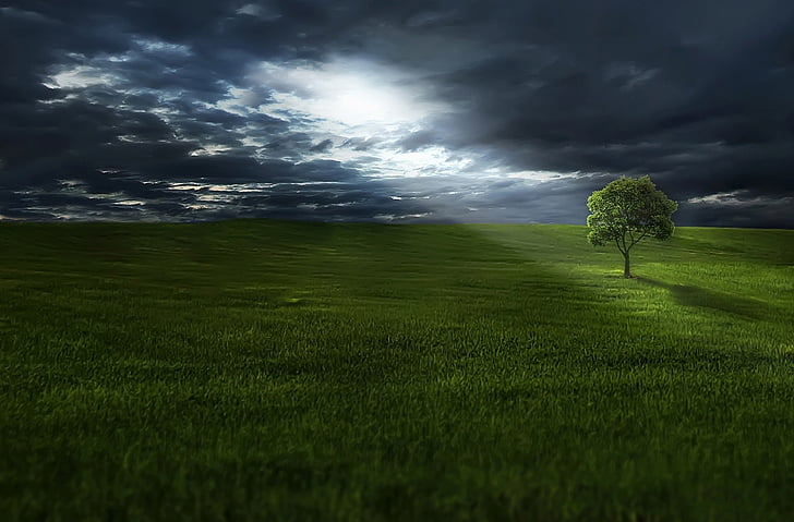 landscape, photography, green, surrounded, grass, lighted, sun