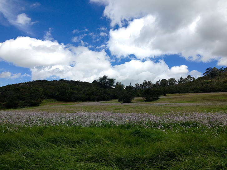 sky, grass, landscape, nature, environment, spring, outdoor