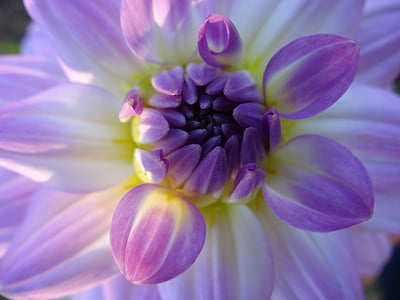 ungu, putih, bunga, Blossom, mekar, kelopak, botani