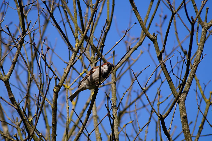 Sparrow, automne, Ave, chincol, Chili, arbre