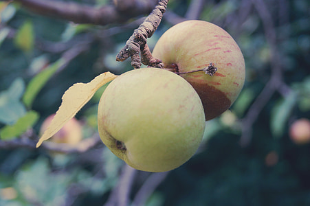 apple, fruit, fruits, tree, apple tree, late summer, branch