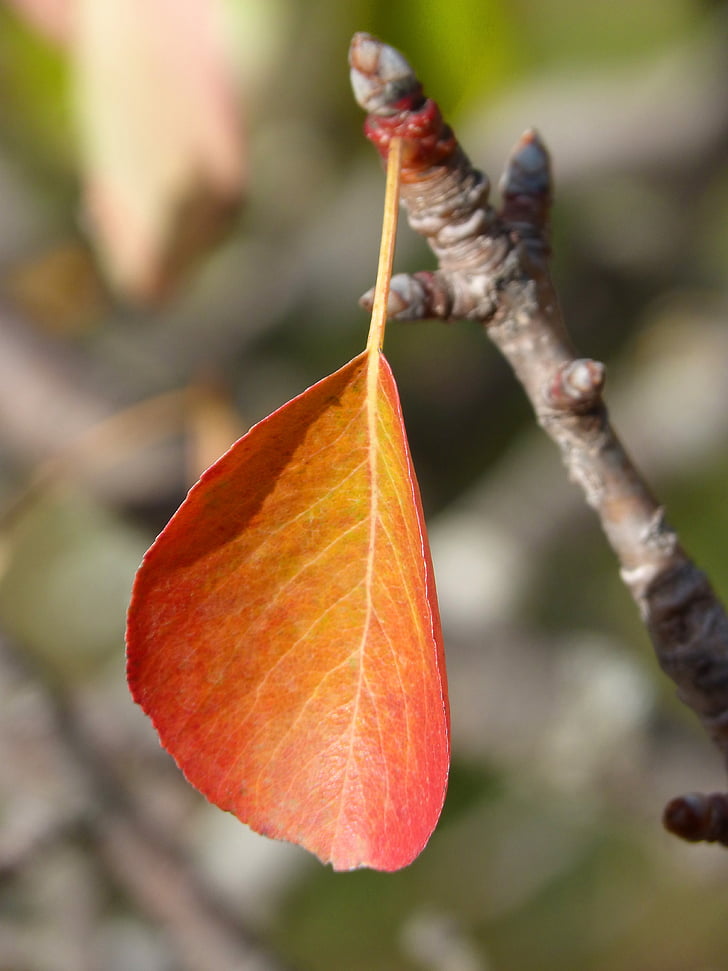 czerwony liść, palisander, jesień, listki, khaki