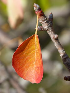 червени листа, розово дърво, Есен, падащи листа, каки