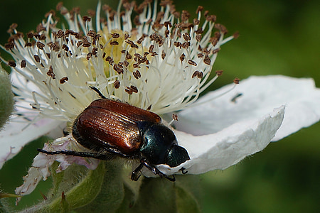 insectă, beetle, macro, plante, closeup, natura