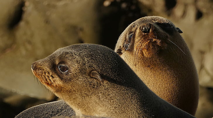 kožešina seal PUP, kameny, Detailní záběr, pobřeží, Nový Zéland, Marine, volně žijící zvířata
