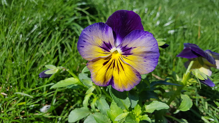 maceška, maceška květina, violka trojbarevná, macešky, Purple pansy, zahradní maceška, Flower maceška