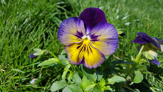 Pansy, Pensé Blomma, Viola tricolor, penséer, lila penséer, trädgård pansy, blomma pansy