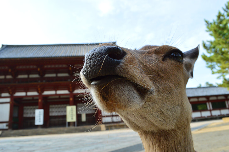 nas, Japó, Temple, animal, cara divertida, cara d'animal, gran nas