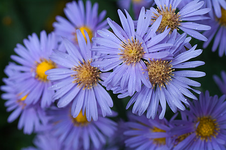 asters, purple, flower, droplets, nature, blossom, floral