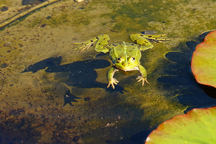 žába, voda, rybník, zvíře, zelená, obojživelníků, zelená žába