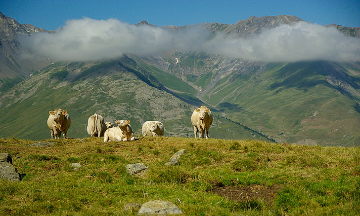 เทือกเขาแอลป์, valloire, ฝูง, วัว, ทุ่งหญ้า