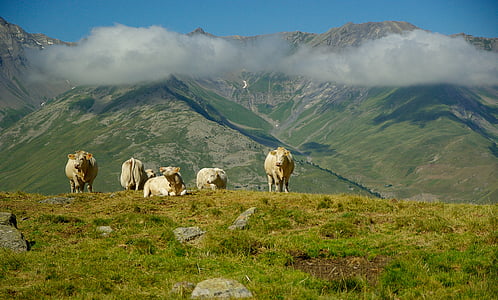 Alperna, Valloire, besättning, kor, betesmark
