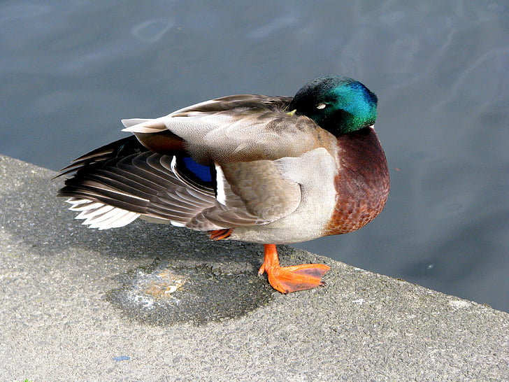 duck, bird, water birds, animals, dream, mallard Duck, nature