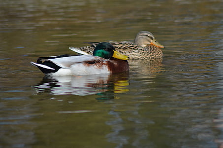 duck, nature, park, pond, water, ducks, drake