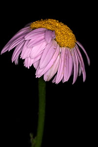 blomst, Margaret, Pink, makro, forår