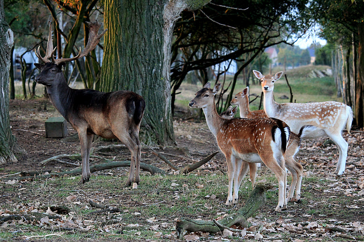 hươu fallow, hươu, Hirsch, rừng, Thiên nhiên, Roe deer