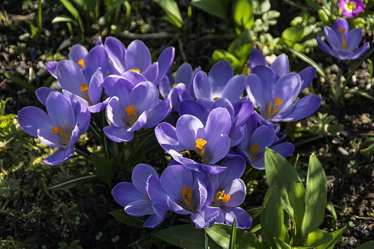 spring, crocus, flower, purple, nature, blossom, bloom