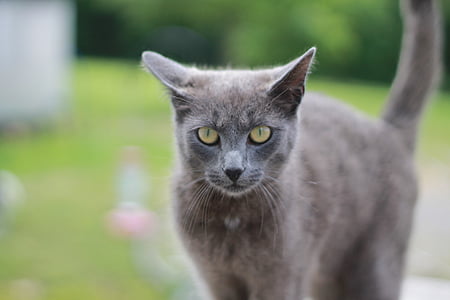 灰色の猫, 見つめて, 緑目, 猫, かわいい, 毛皮, グレー