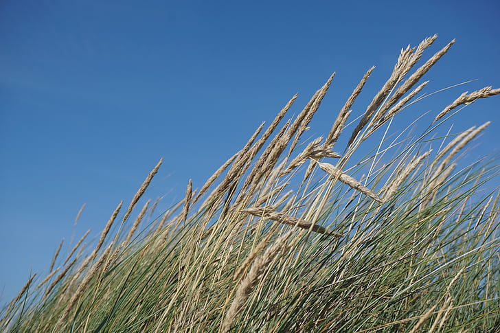 grass, dike, north sea, landscape, nature, dune, landscapes