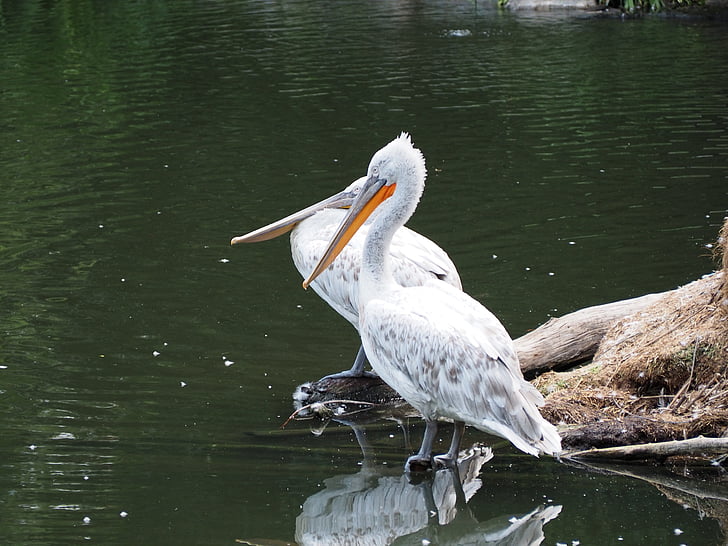 Pelikan, zoològic, ocell d'aigua, natura