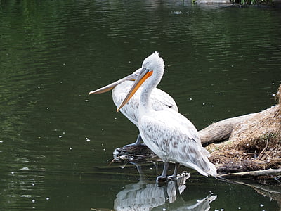 pelikan, zoo, water bird, nature