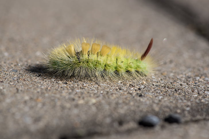 Caterpillar, verde, bruco verde, natura, animale, chiudere, pelosi