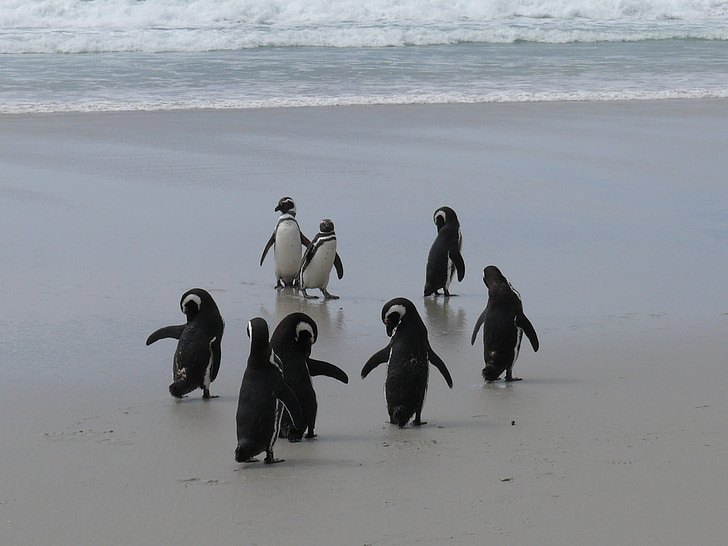 pingvinai, Antarktida, Pietų vandenynas, paplūdimys