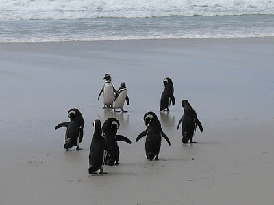 Пингвины, Антарктида, Южный океан, пляж