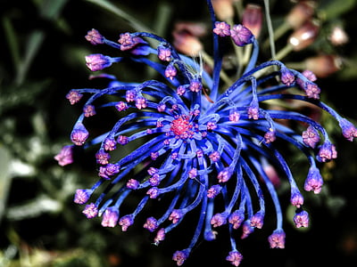 flower, blue, pink, nature, floral, spring, plant