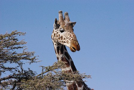 girafa, Quênia, África, em pé, solitário, árvore
