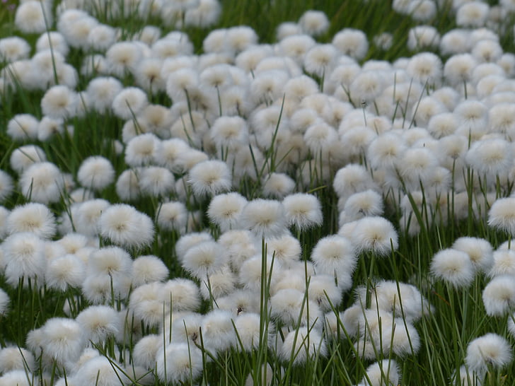scheuchzers cottongrass, Eriophorum scheuchzeri, kisele trave stakleničkih, Cyperaceae, Alpsko cottongrass, cottongrass, Eriophorum
