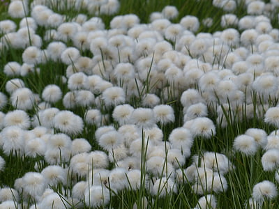 cottongrass Scheuchzers, Eriophorum scheuchzeri, efecto invernadero amargas de la hierba, Cyperaceae, cottongrass alpino, cottongrass, Eriophorum