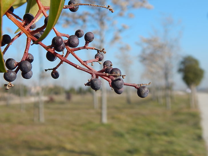 tree, fruits, trees, nature, fruit