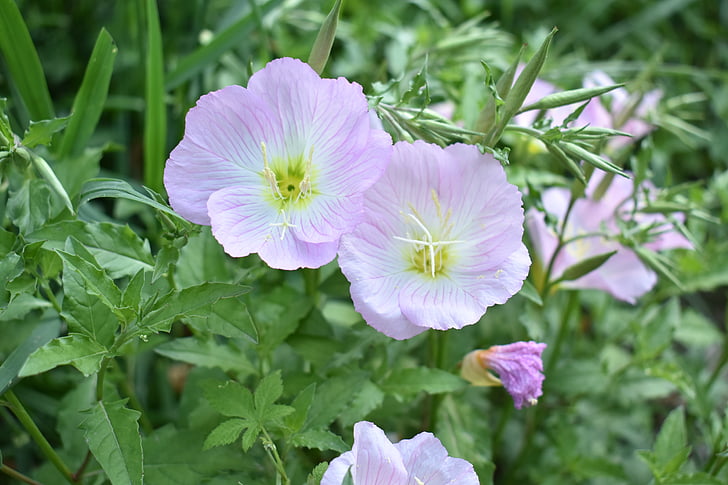 the scenery, flowers, green